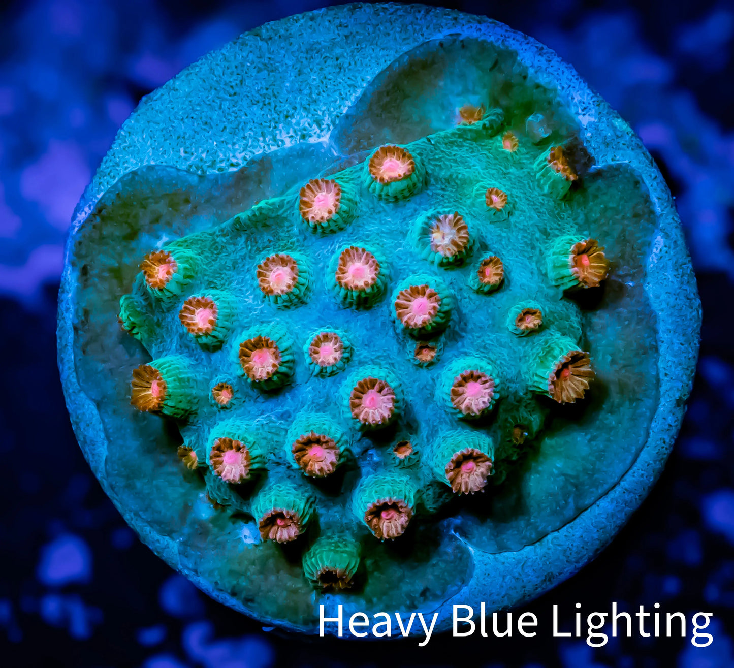 Cyphastrea - Frag WYSIWYG Cyphastrea - Frag WYSIWYG SPS Cyphastrea - Frag WYSIWYG Zeo Box Reef