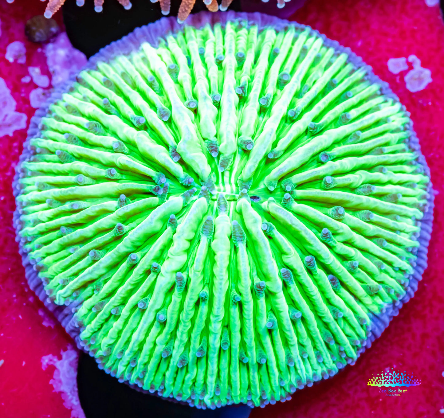 Disc Coral- Fungia Coral WYSIWYG 2.5cm Disc Coral- Fungia Coral WYSIWYG 2.5cm LPS Disc Coral- Fungia Coral WYSIWYG 2.5cm Zeo Box Reef