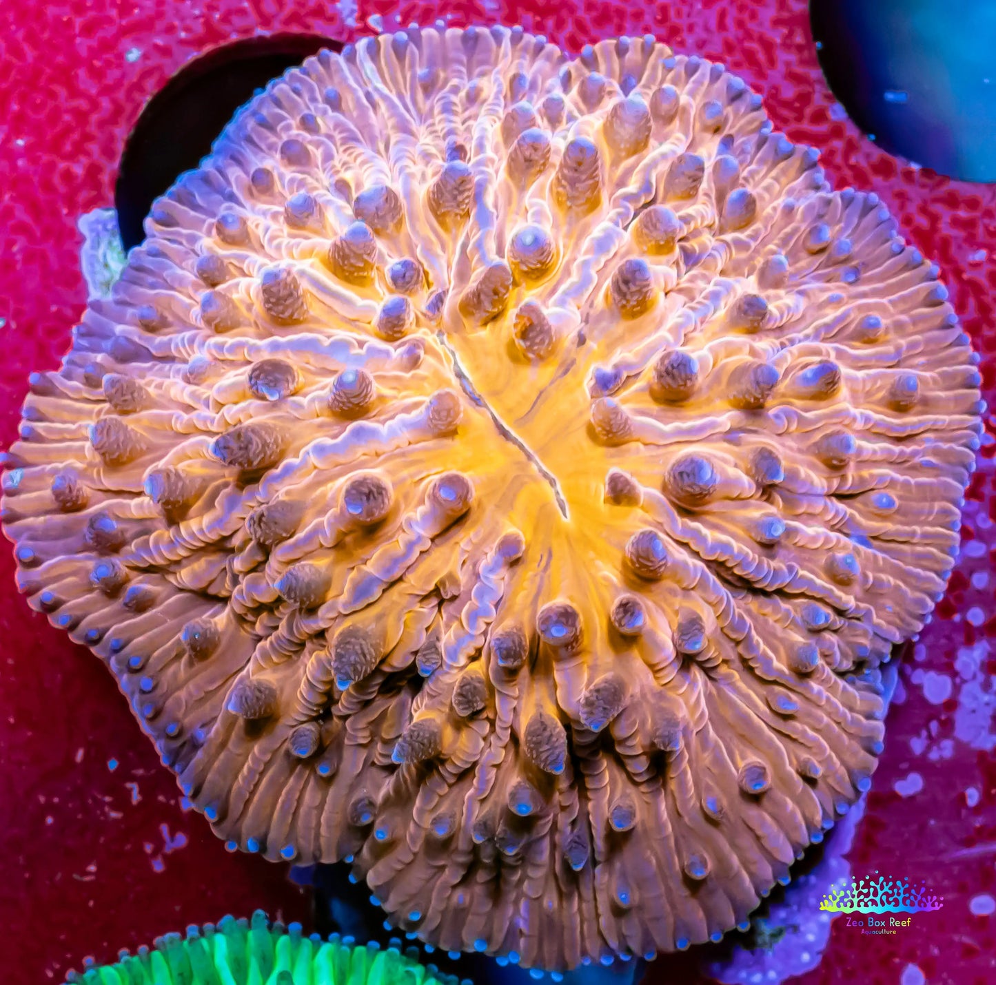 Disc Coral- Orange Fungia Coral WYSIWYG 2cm Disc Coral- Orange Fungia Coral WYSIWYG 2cm LPS Disc Coral- Orange Fungia Coral WYSIWYG 2cm Zeo Box Reef