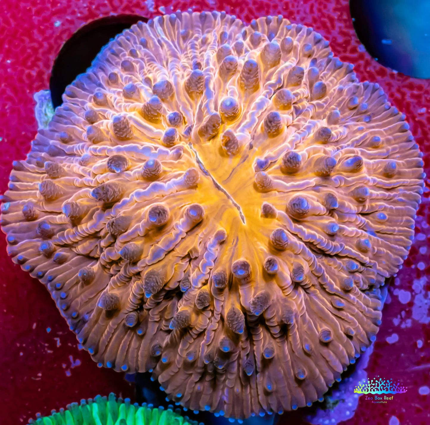 Disc Coral- Orange Fungia Coral WYSIWYG 2cm Disc Coral- Orange Fungia Coral WYSIWYG 2cm LPS Disc Coral- Orange Fungia Coral WYSIWYG 2cm Zeo Box Reef
