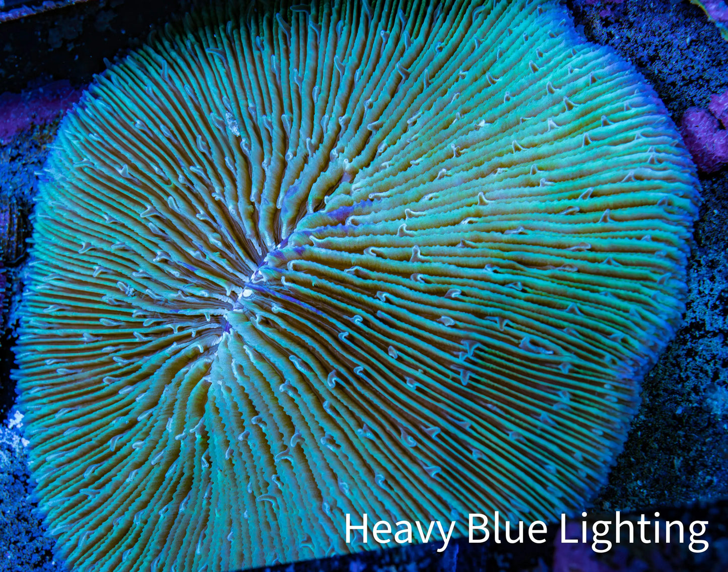 Disc Coral- Fungia Coral 10cm WYSIWYG B1M Disc Coral- Fungia Coral 10cm WYSIWYG B1M LPS Disc Coral- Fungia Coral 10cm WYSIWYG B1M Zeo Box Reef