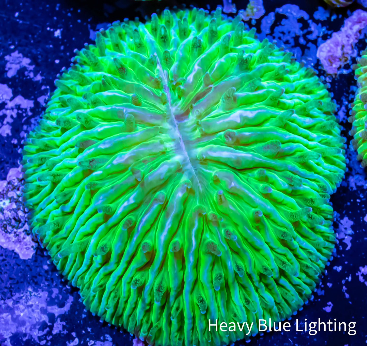 Disc Coral- Fungia Coral WYSIWYG 2.5cm Disc Coral- Fungia Coral WYSIWYG 2.5cm LPS Disc Coral- Fungia Coral WYSIWYG 2.5cm Zeo Box Reef