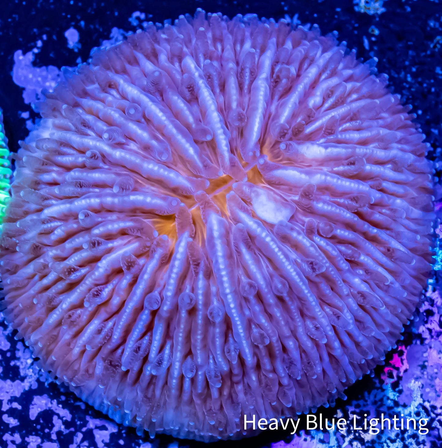 Disc Coral- Fungia Coral WYSIWYG 2cm Disc Coral- Fungia Coral WYSIWYG 2cm LPS Disc Coral- Fungia Coral WYSIWYG 2cm Zeo Box Reef