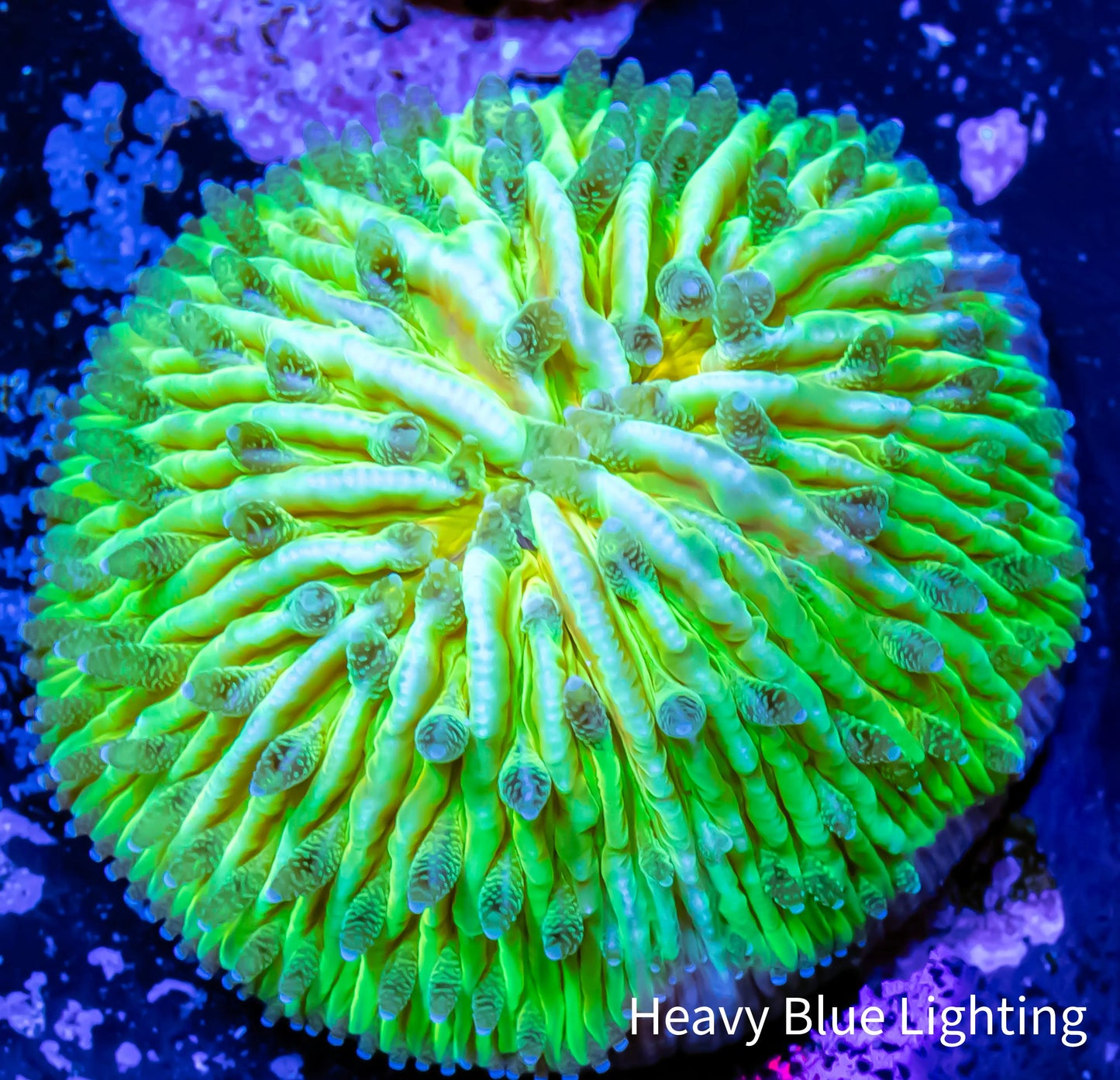 Disc Coral- Fungia Coral WYSIWYG 2cm Disc Coral- Fungia Coral WYSIWYG 2cm LPS Disc Coral- Fungia Coral WYSIWYG 2cm Zeo Box Reef