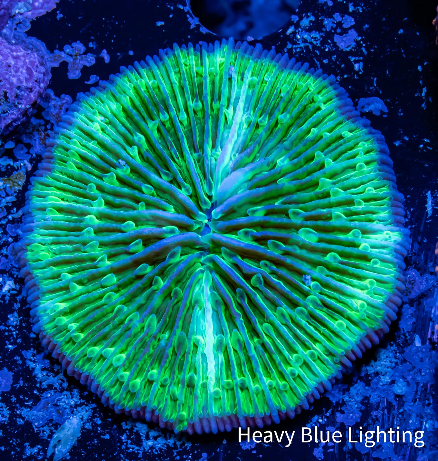 Disc Coral- Green Fungia Coral 3cm Disc Coral- Green Fungia Coral 3cm LPS Disc Coral- Green Fungia Coral 3cm Zeo Box Reef