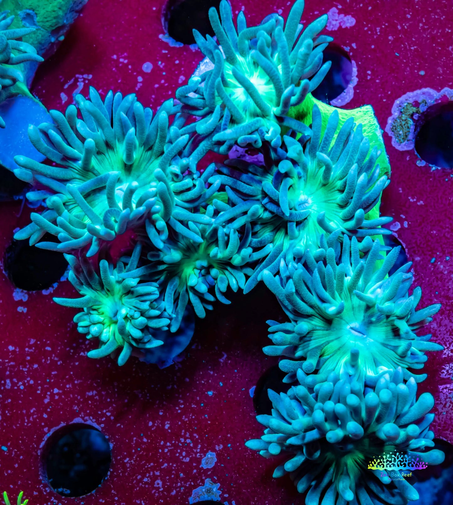 Duncanopsammia - Toxic Green Stem Duncan Coral Colony 6cm Duncanopsammia - Toxic Green Stem Duncan Coral Colony 6cm LPS Duncanopsammia - Toxic Green Stem Duncan Coral Colony 6cm Zeo Box Reef