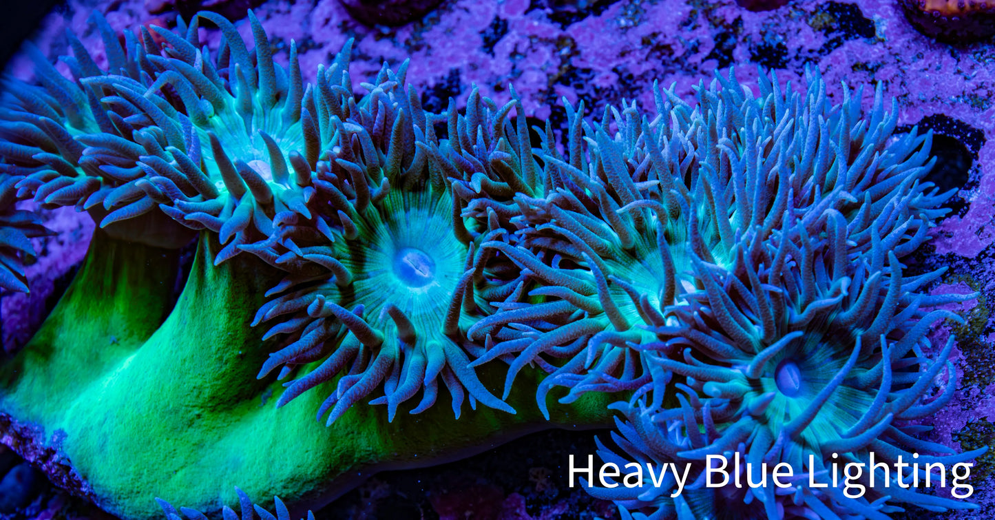 Duncanopsammia Coral- Duncan 10cm WYSIWYG Duncanopsammia Coral- Duncan 10cm WYSIWYG LPS Duncanopsammia Coral- Duncan 10cm WYSIWYG Zeo Box Reef
