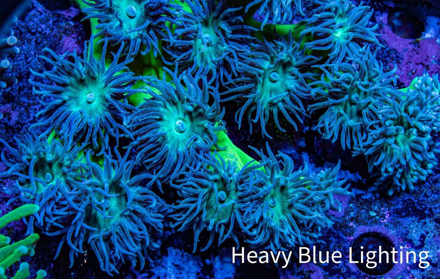 Duncanopsammia Coral- Duncan 13cm WYSIWYG Duncanopsammia Coral- Duncan 13cm WYSIWYG LPS Duncanopsammia Coral- Duncan 13cm WYSIWYG Zeo Box Reef