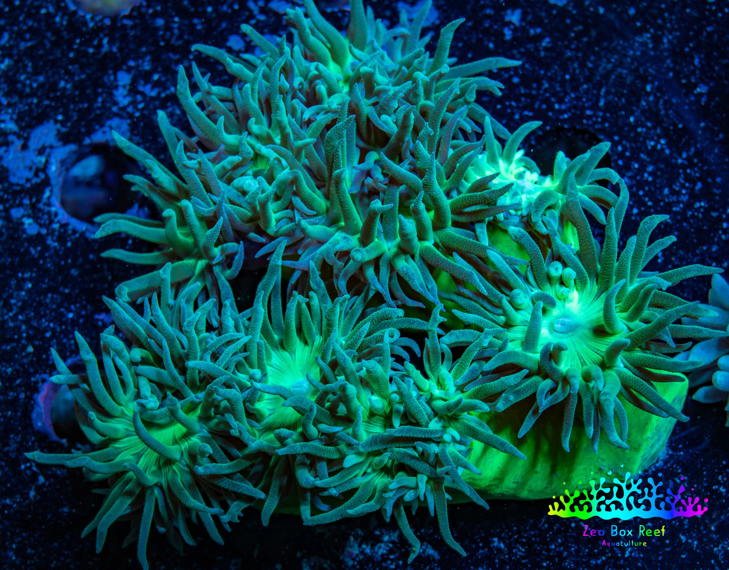Duncanopsammia Coral- Duncan 8cm WYSIWYG A1R4B2 Duncanopsammia Coral- Duncan 8cm WYSIWYG A1R4B2 LPS Duncanopsammia Coral- Duncan 8cm WYSIWYG A1R4B2 Zeo Box Reef