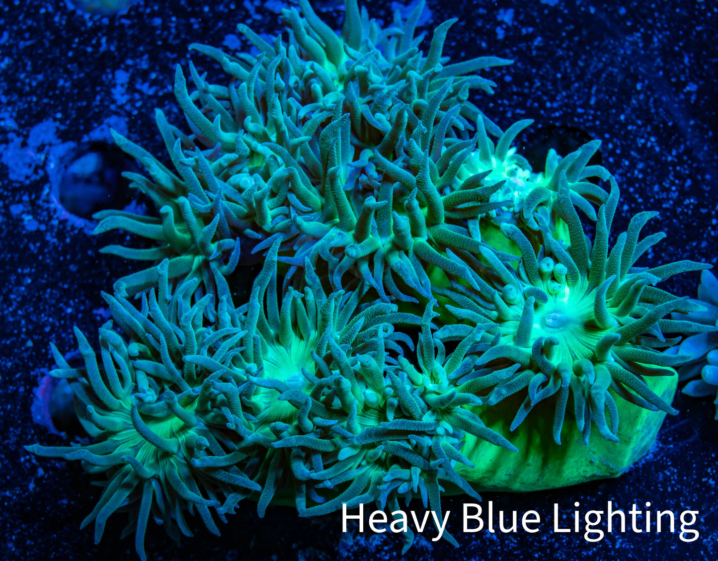Duncanopsammia Coral- Duncan 8cm WYSIWYG A1R4B2 Duncanopsammia Coral- Duncan 8cm WYSIWYG A1R4B2 LPS Duncanopsammia Coral- Duncan 8cm WYSIWYG A1R4B2 Zeo Box Reef
