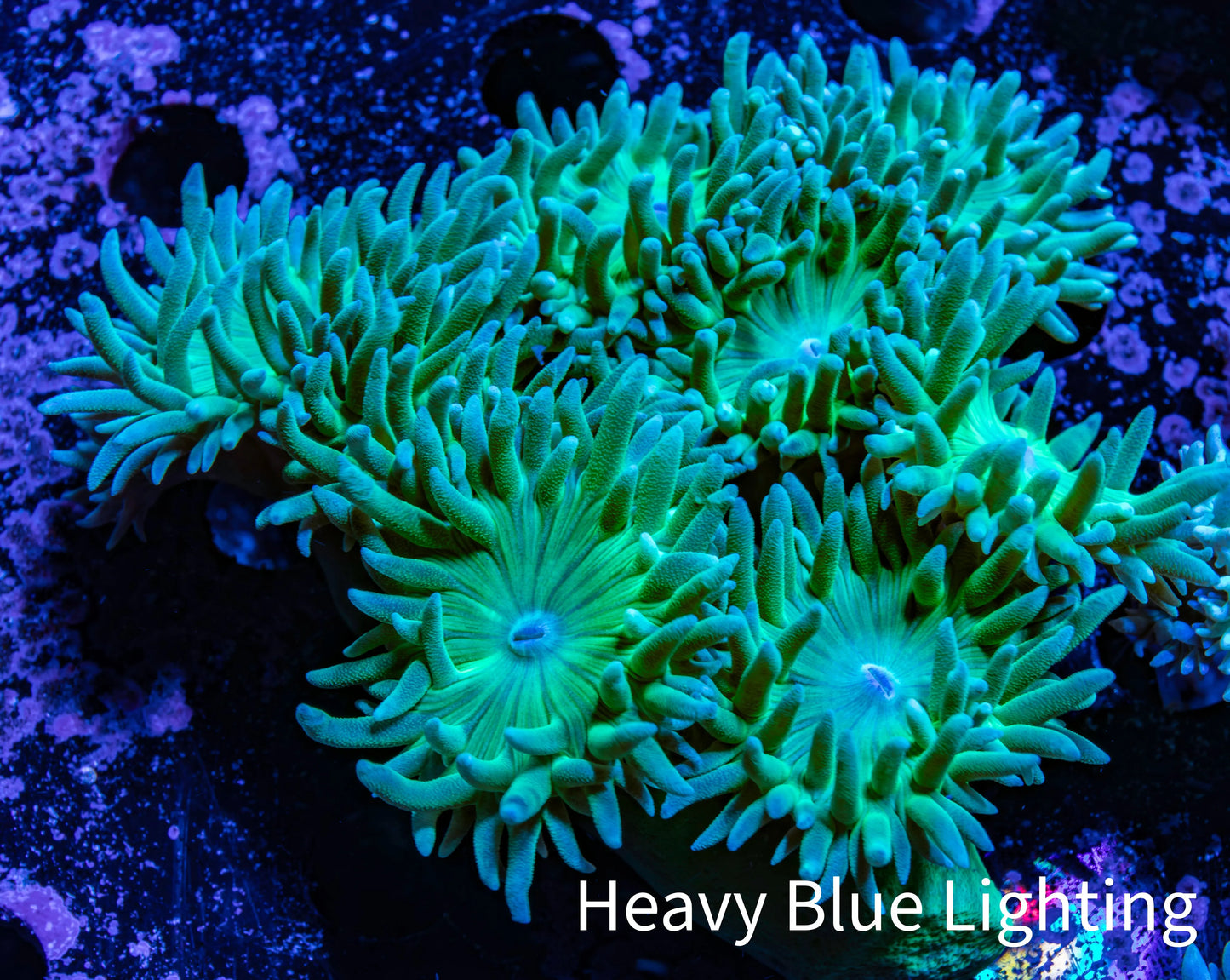 Duncanopsammia Coral- Duncan 8cm WYSIWYG A1R4B2 Duncanopsammia Coral- Duncan 8cm WYSIWYG A1R4B2 LPS Duncanopsammia Coral- Duncan 8cm WYSIWYG A1R4B2 Zeo Box Reef