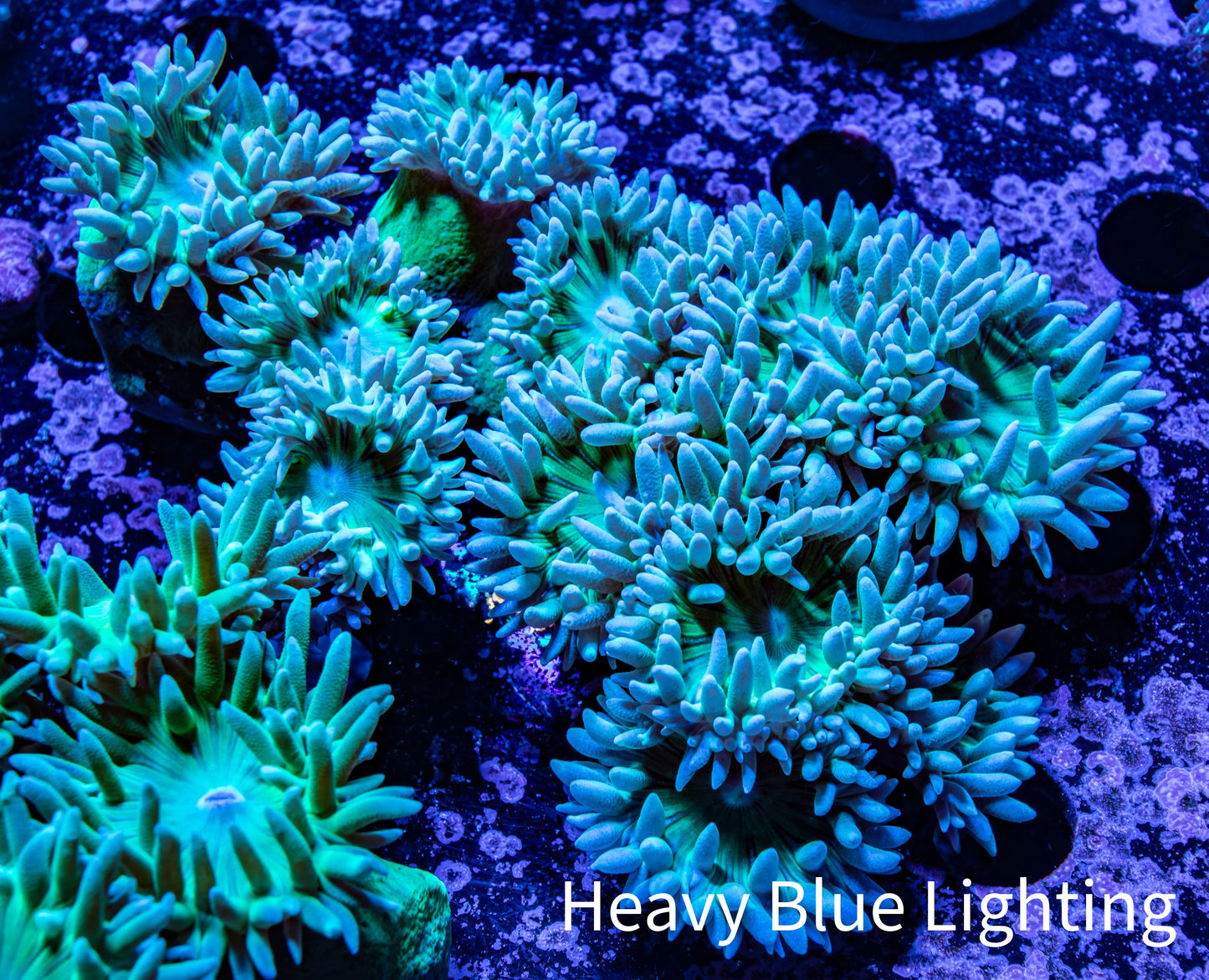 Duncanopsammia Coral- Duncan 8cm WYSIWYG A2R4B2 Duncanopsammia Coral- Duncan 8cm WYSIWYG A2R4B2 LPS Duncanopsammia Coral- Duncan 8cm WYSIWYG A2R4B2 Zeo Box Reef