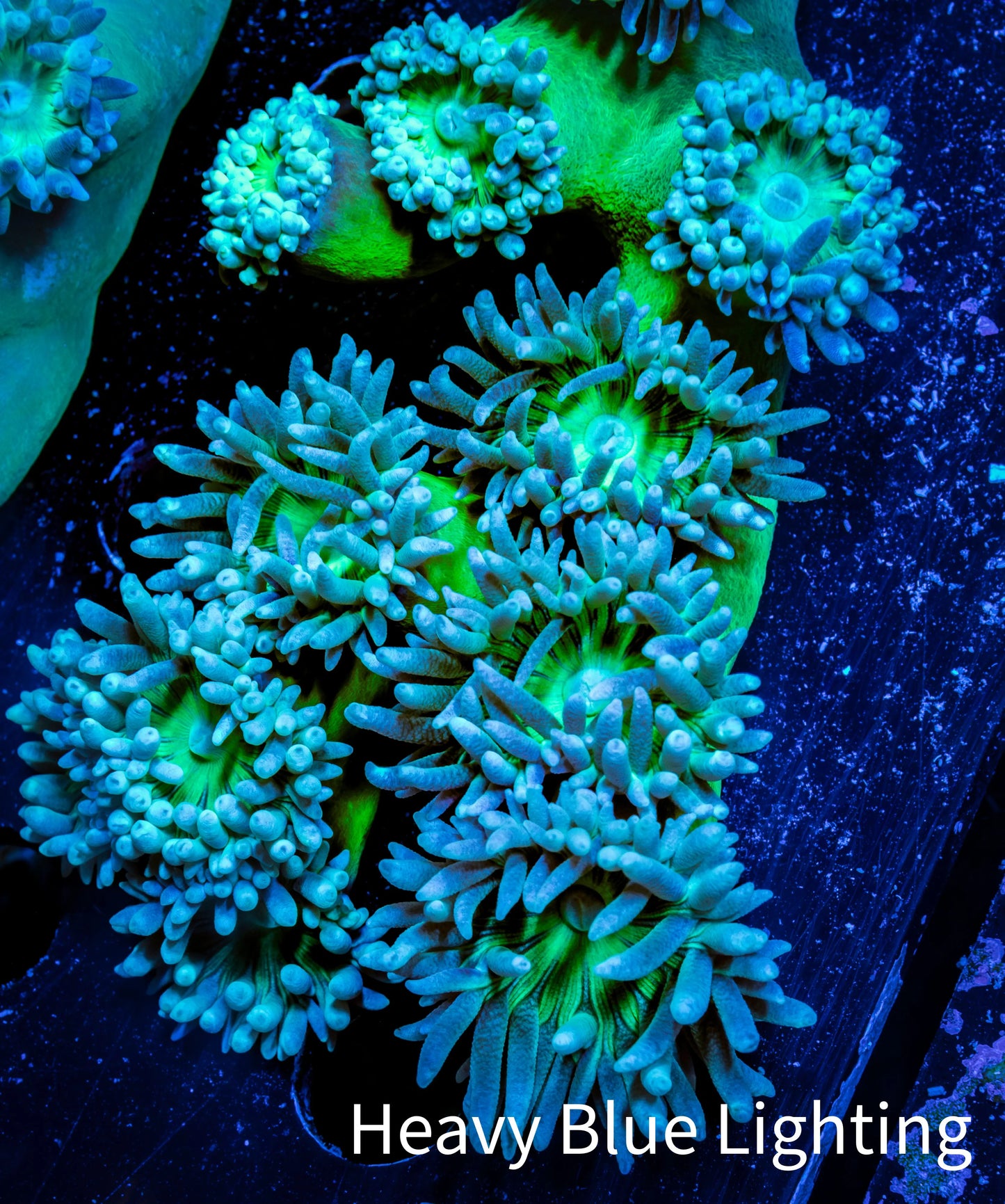 Duncanopsammia Coral- Duncan 8cm WYSIWYG B3R4B2 Duncanopsammia Coral- Duncan 8cm WYSIWYG B3R4B2 LPS Duncanopsammia Coral- Duncan 8cm WYSIWYG B3R4B2 Zeo Box Reef