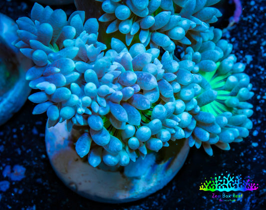 Duncanopsammia Coral- Duncan Frag Duncanopsammia Coral- Duncan Frag LPS Duncanopsammia Coral- Duncan Frag Zeo Box Reef