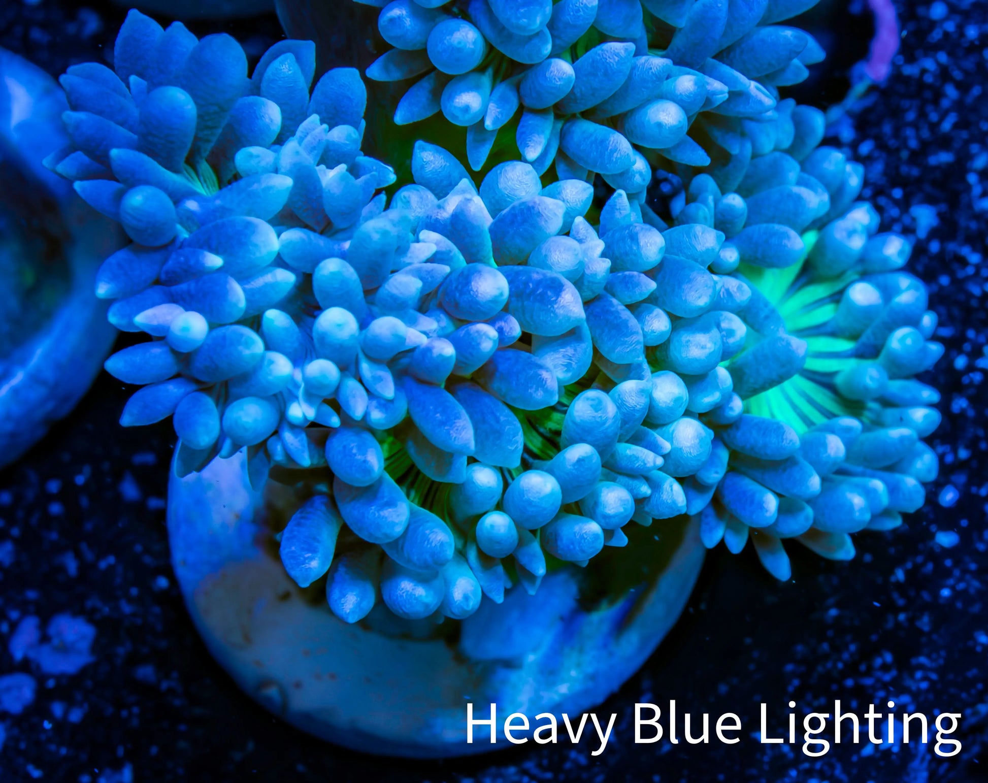 Duncanopsammia Coral- Duncan Frag Duncanopsammia Coral- Duncan Frag LPS Duncanopsammia Coral- Duncan Frag Zeo Box Reef