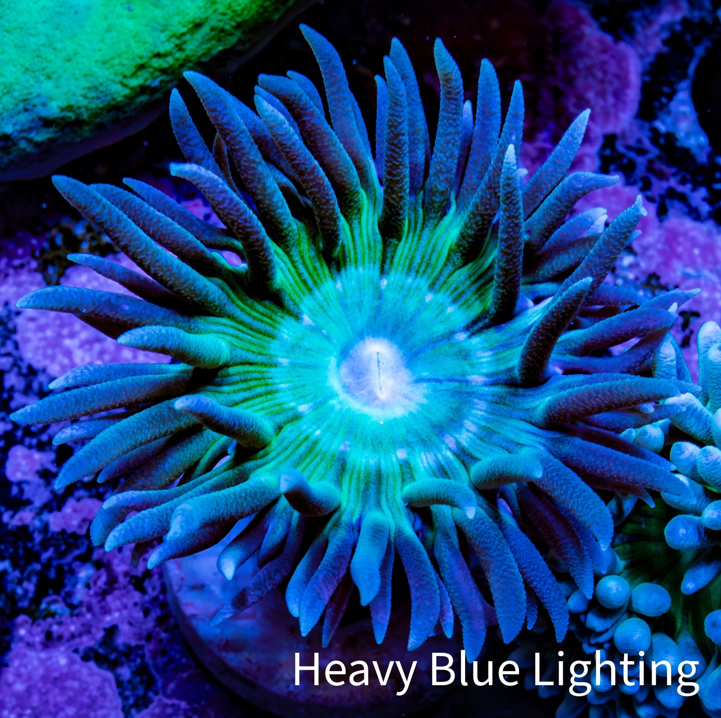 Duncanopsammia Coral- Duncan Frag Duncanopsammia Coral- Duncan Frag LPS Duncanopsammia Coral- Duncan Frag Zeo Box Reef