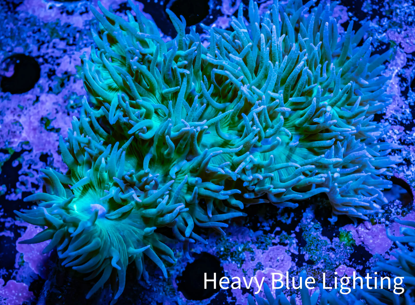 Duncanopsammia Coral- Green Duncan 6cm A1R4B1 Duncanopsammia Coral- Green Duncan 6cm A1R4B1 LPS Duncanopsammia Coral- Green Duncan 6cm A1R4B1 Zeo Box Reef