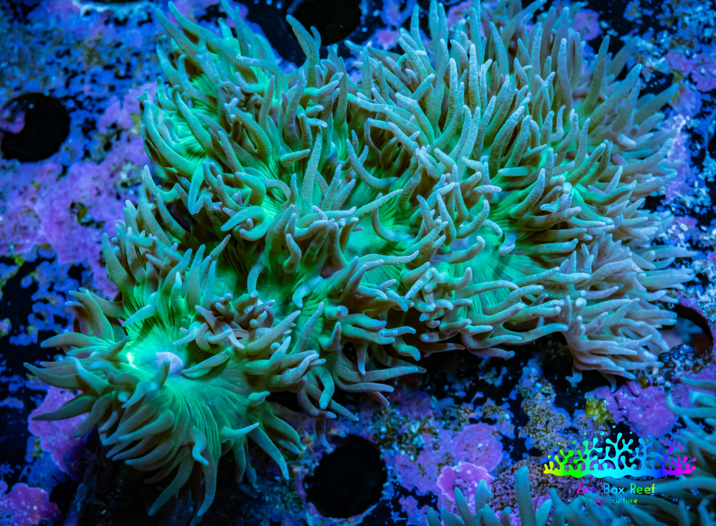 Duncanopsammia Coral- Green Duncan 6cm A1R4B1 Duncanopsammia Coral- Green Duncan 6cm A1R4B1 LPS Duncanopsammia Coral- Green Duncan 6cm A1R4B1 Zeo Box Reef