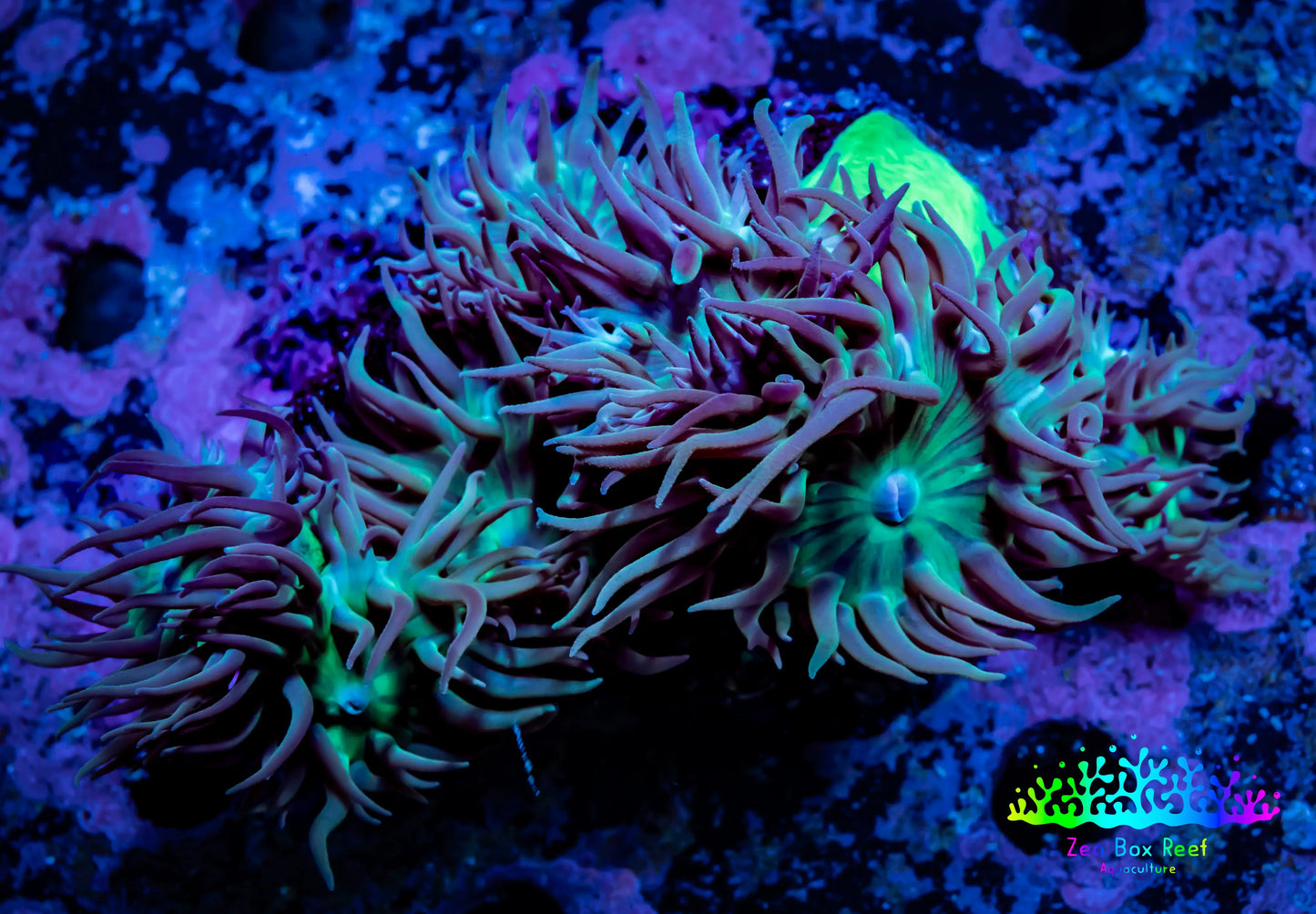 Duncanopsammia Coral- Green Duncan 7cm B1R4B1 Duncanopsammia Coral- Green Duncan 7cm B1R4B1 LPS Duncanopsammia Coral- Green Duncan 7cm B1R4B1 Zeo Box Reef