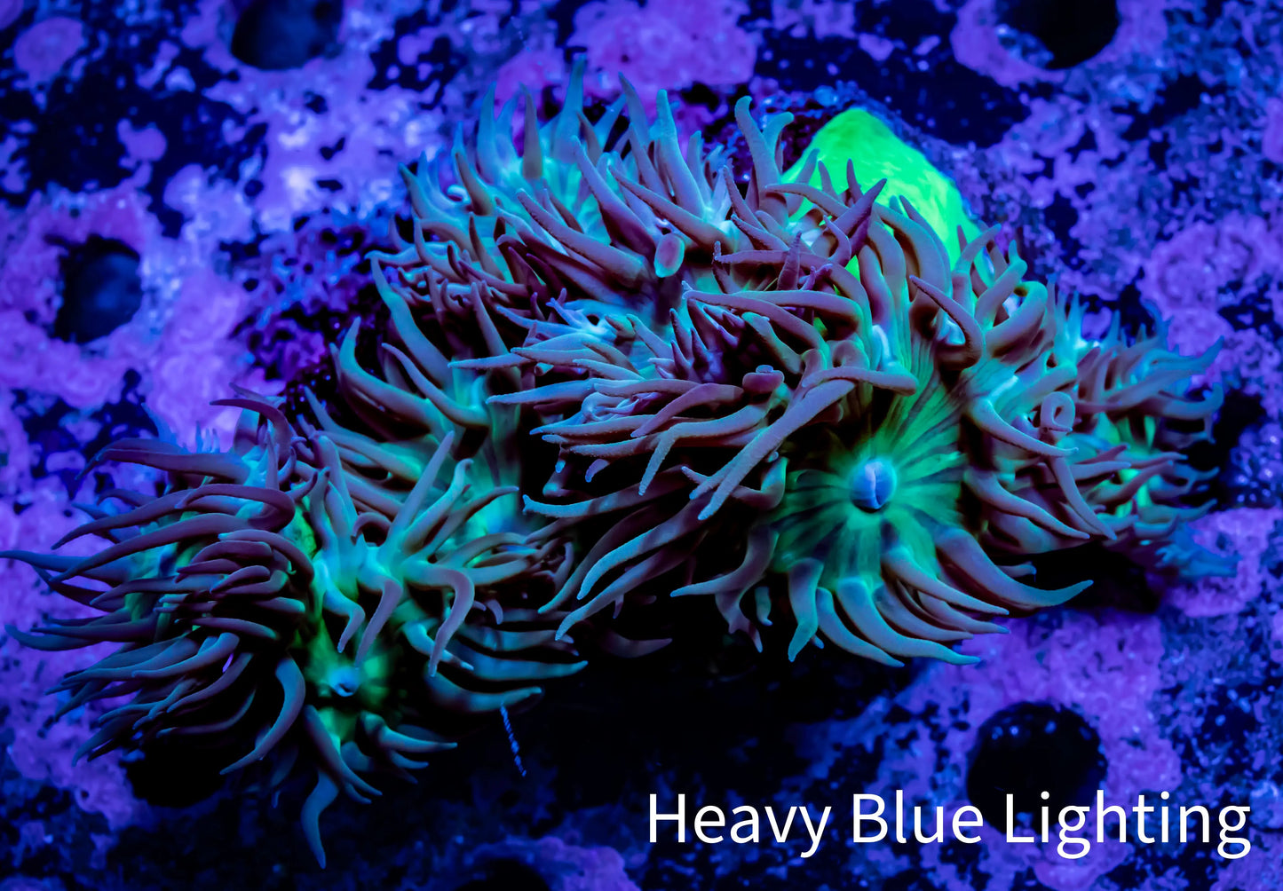 Duncanopsammia Coral- Green Duncan 7cm B1R4B1 Duncanopsammia Coral- Green Duncan 7cm B1R4B1 LPS Duncanopsammia Coral- Green Duncan 7cm B1R4B1 Zeo Box Reef