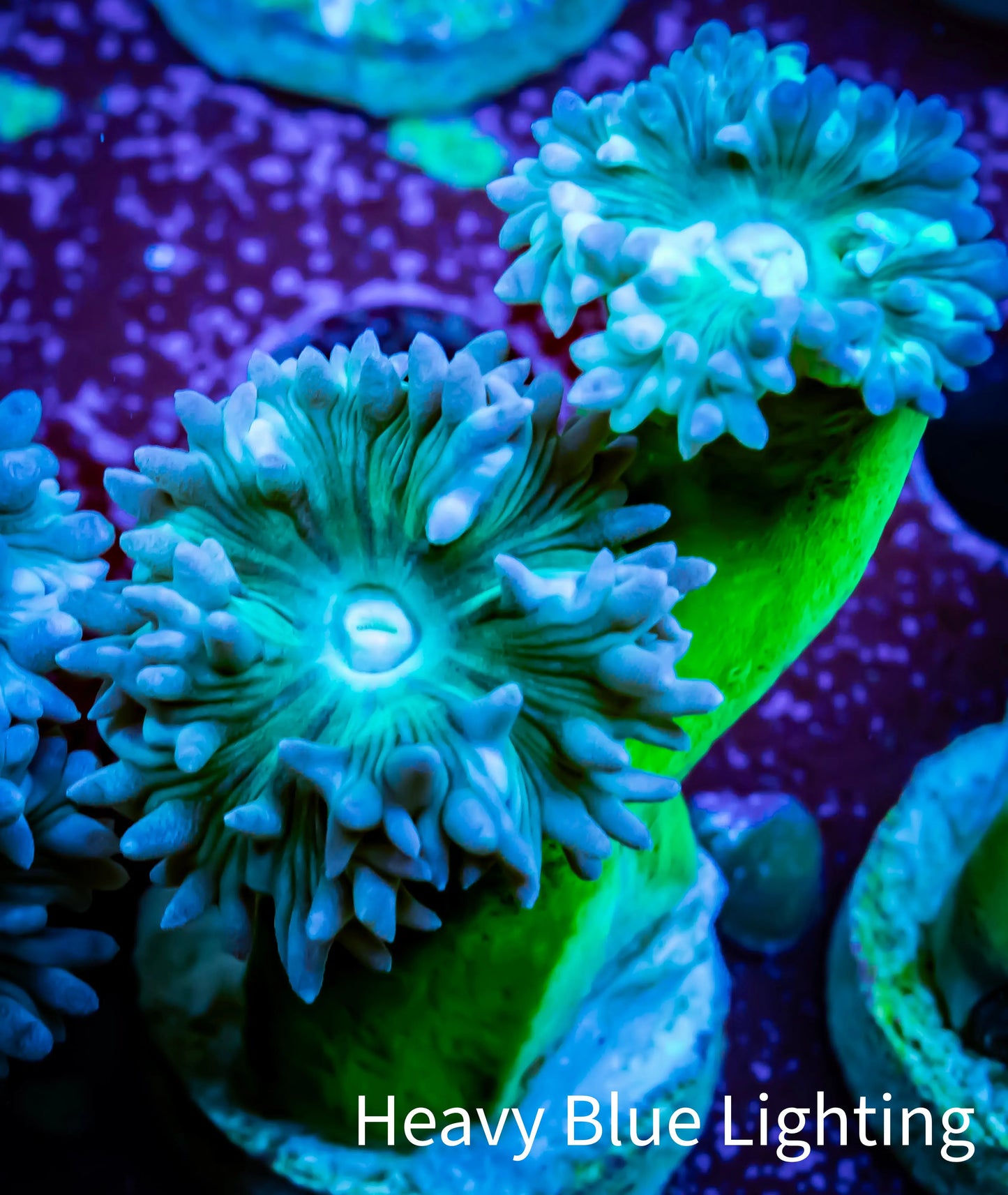Duncanopsammia Coral- Green Duncan Frag Duncanopsammia Coral- Green Duncan Frag LPS Duncanopsammia Coral- Green Duncan Frag Zeo Box Reef