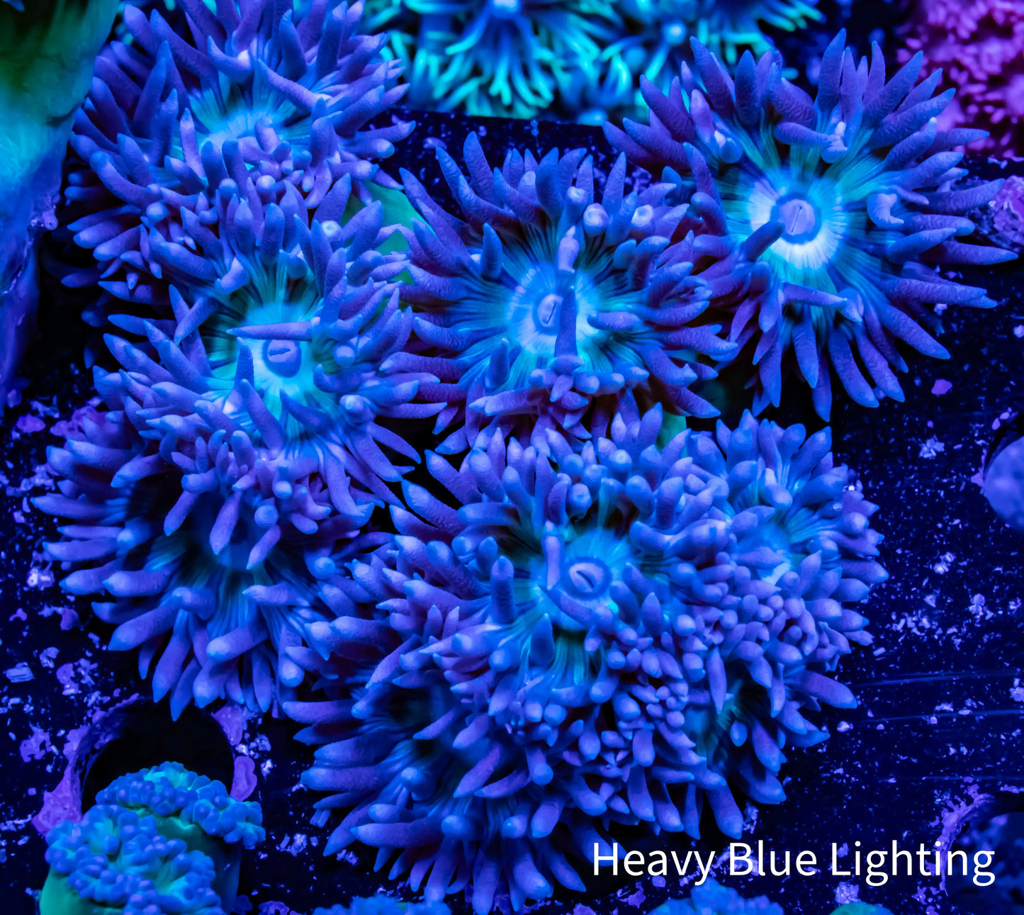 Duncanopsammia - Toxic Green Stem Duncan Coral 5cm Duncanopsammia - Toxic Green Stem Duncan Coral 5cm LPS Duncanopsammia - Toxic Green Stem Duncan Coral 5cm Zeo Box Reef
