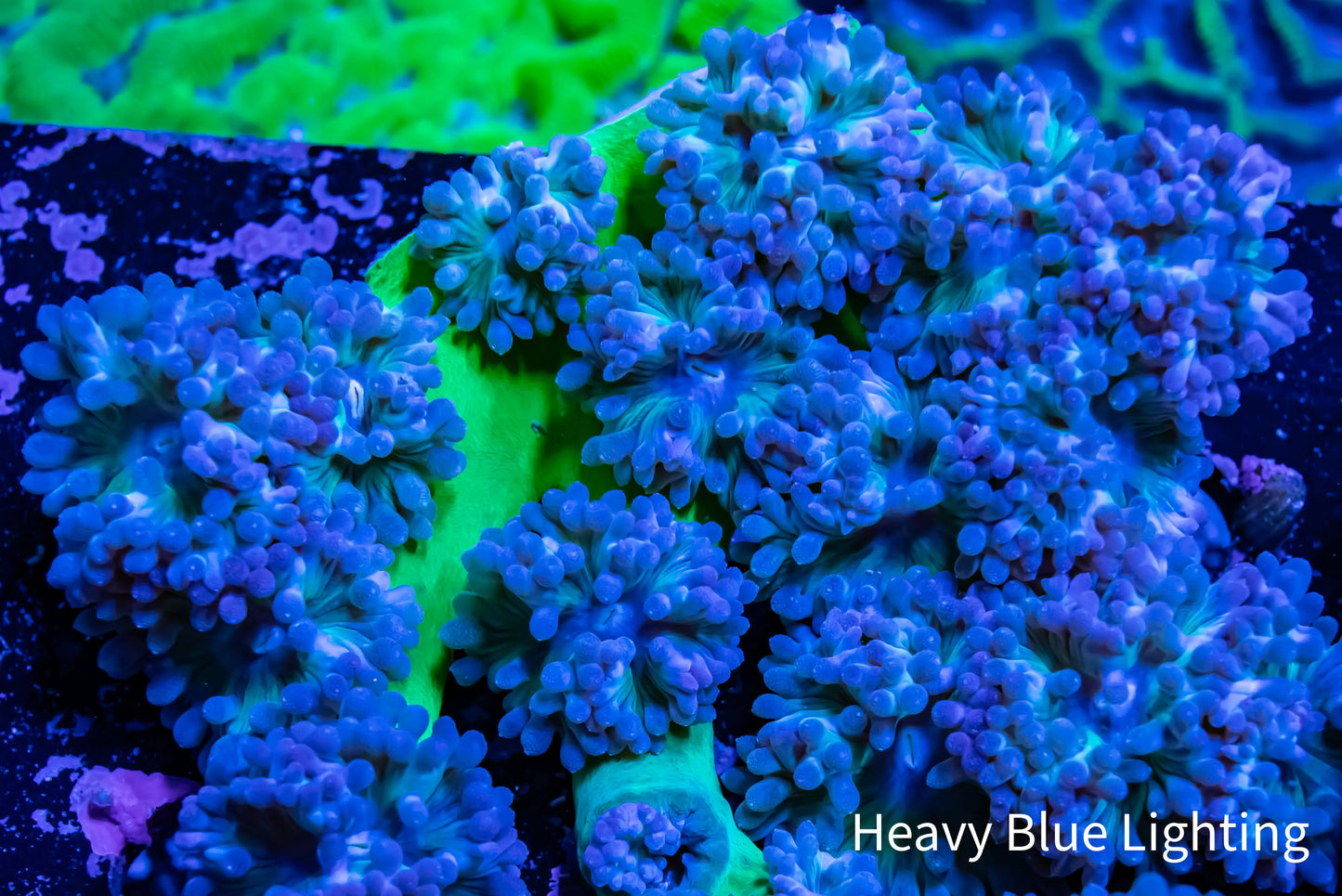 Duncanopsammia - Toxic Green Stem Duncan Coral Colony 5cm Duncanopsammia - Toxic Green Stem Duncan Coral Colony 5cm LPS Duncanopsammia - Toxic Green Stem Duncan Coral Colony 5cm Zeo Box Reef