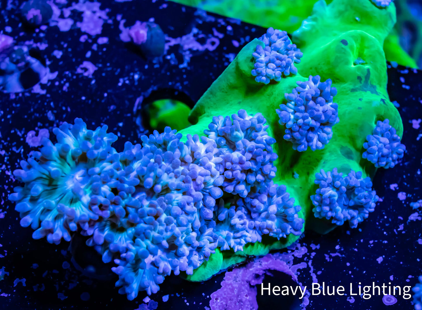 Duncanopsammia - Toxic Green Stem Duncan Coral Colony 5cm Duncanopsammia - Toxic Green Stem Duncan Coral Colony 5cm LPS Duncanopsammia - Toxic Green Stem Duncan Coral Colony 5cm Zeo Box Reef