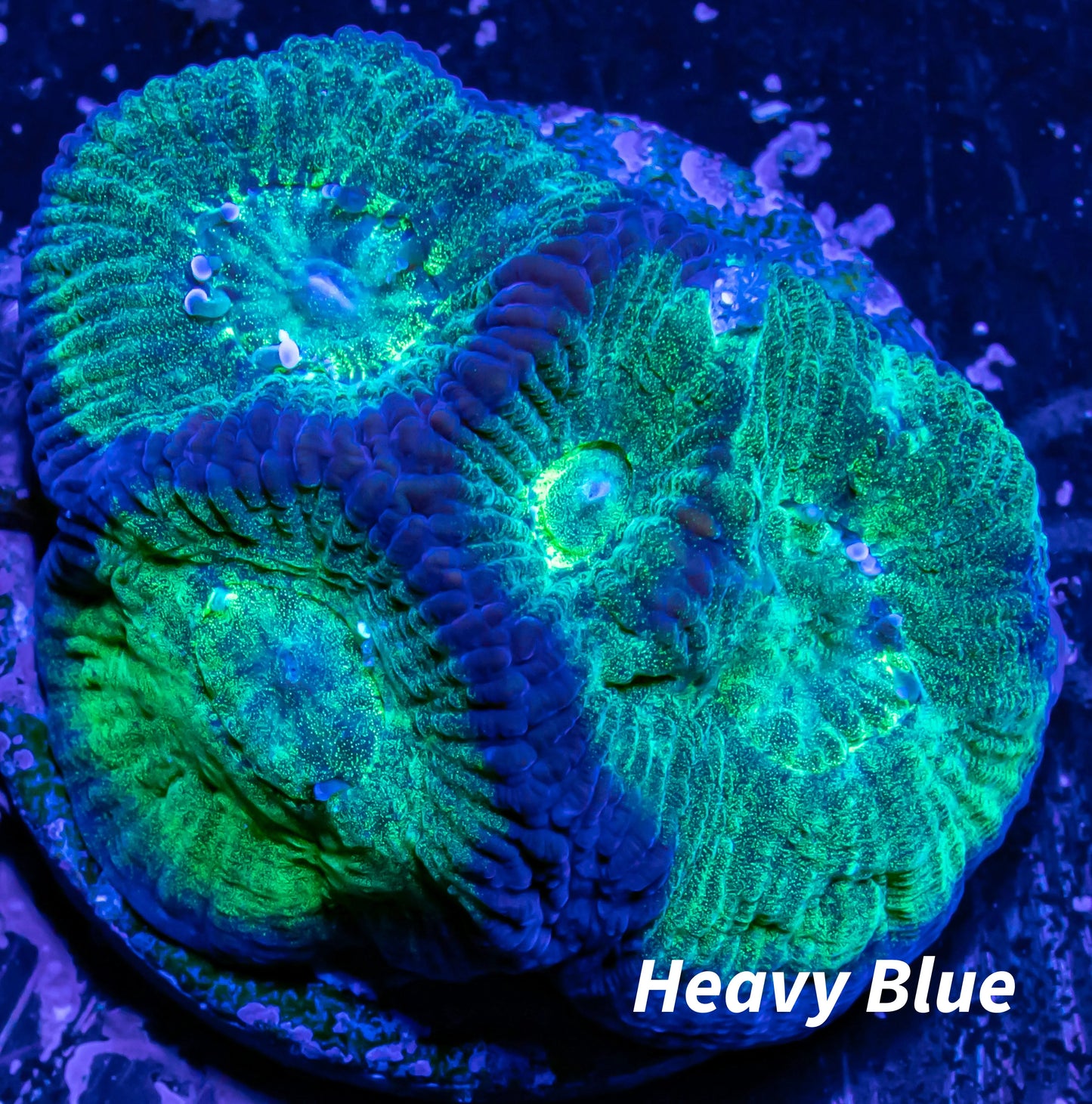 Favia Coral-- Favia Frag WYSIWYG Favia Coral-- Favia Frag WYSIWYG Aquarium Decor Favia Coral-- Favia Frag WYSIWYG Zeo Box Reef