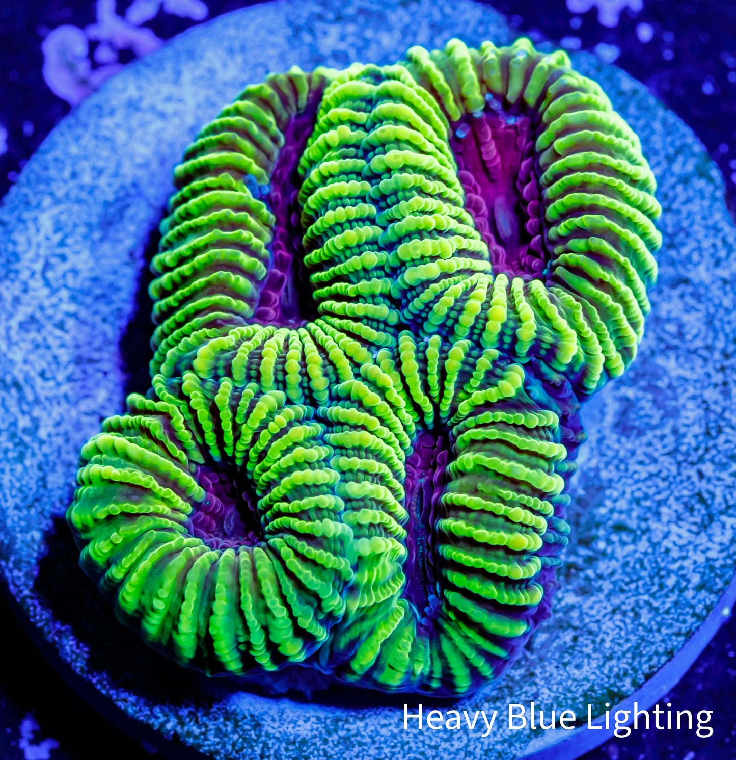 Favia Coral-- Favia Frag WYSIWYG Favia Coral-- Favia Frag WYSIWYG Aquarium Decor Favia Coral-- Favia Frag WYSIWYG Zeo Box Reef