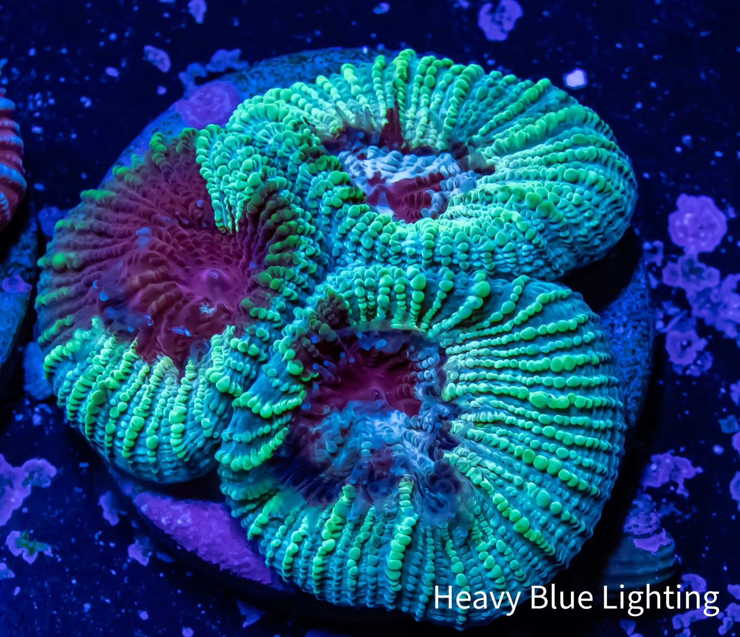 Favia Coral-- Favia Frag WYSIWYG Favia Coral-- Favia Frag WYSIWYG Aquarium Decor Favia Coral-- Favia Frag WYSIWYG Zeo Box Reef