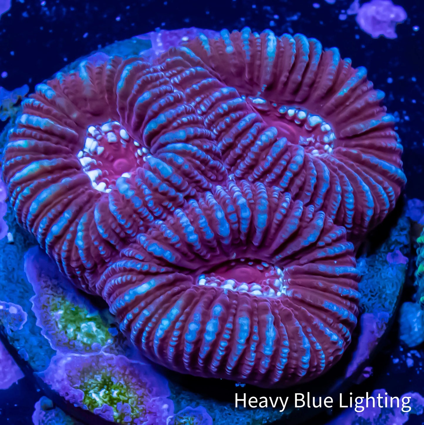 Favia Coral-- Favia Frag WYSIWYG Favia Coral-- Favia Frag WYSIWYG Aquarium Decor Favia Coral-- Favia Frag WYSIWYG Zeo Box Reef