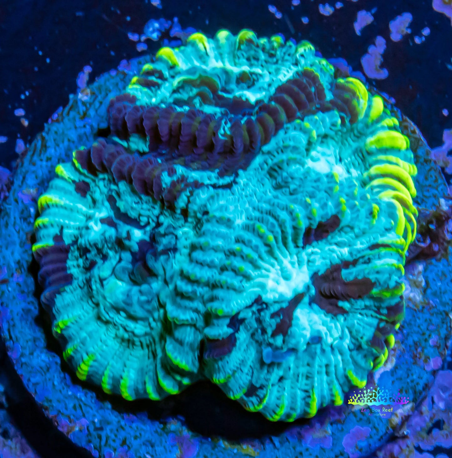 Favia Coral-- Frag WYSIWYG Favia Coral-- Frag WYSIWYG Aquarium Decor Favia Coral-- Frag WYSIWYG Zeo Box Reef
