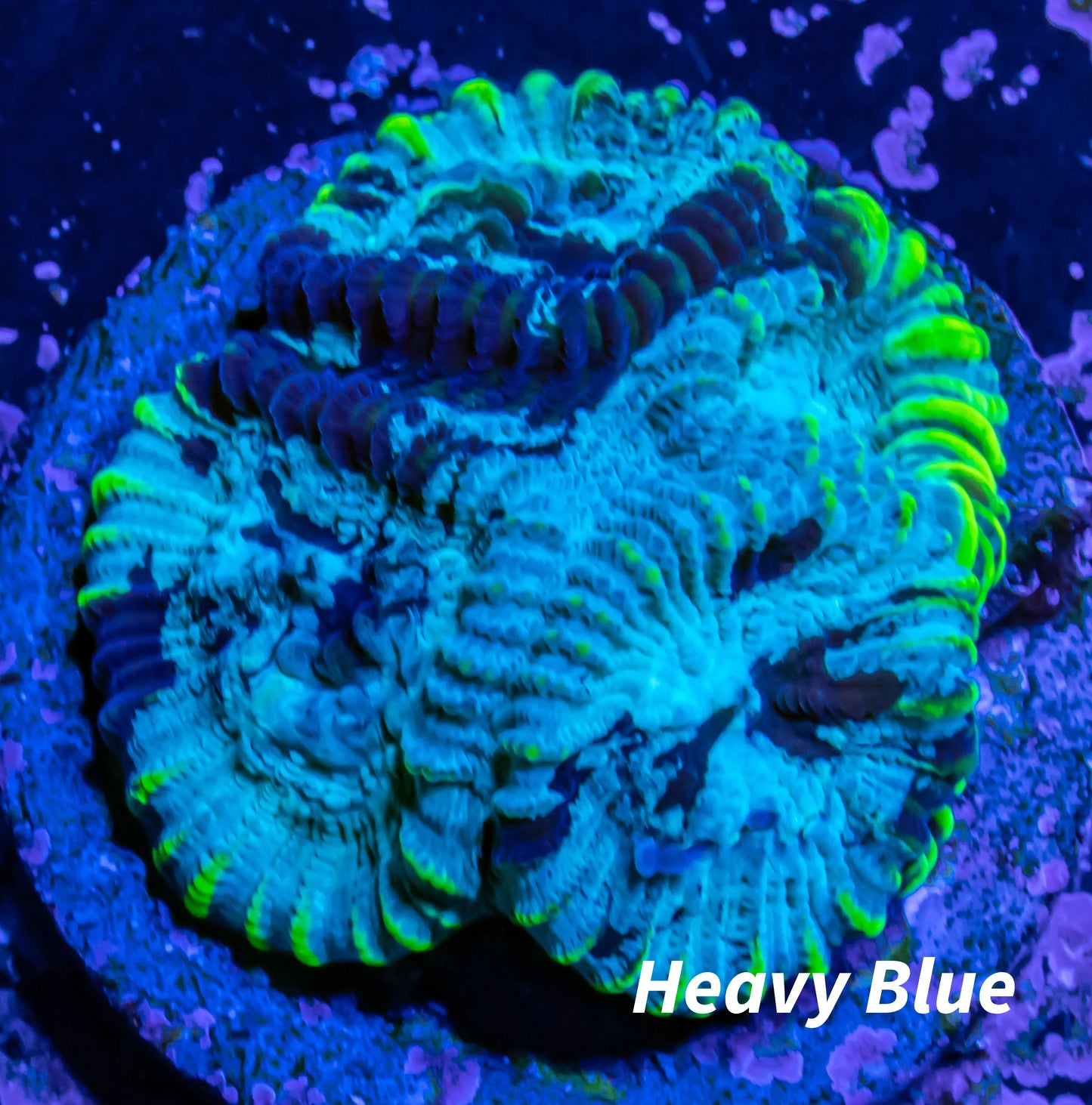 Favia Coral-- Frag WYSIWYG Favia Coral-- Frag WYSIWYG Aquarium Decor Favia Coral-- Frag WYSIWYG Zeo Box Reef