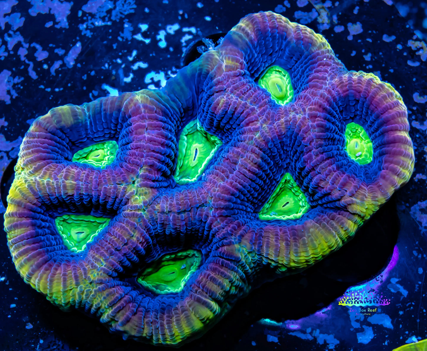 Favia Coral- Dragon Soul Favia 5cm WYSIWYG Favia Coral- Dragon Soul Favia 5cm WYSIWYG Aquarium Decor Favia Coral- Dragon Soul Favia 5cm WYSIWYG Zeo Box Reef