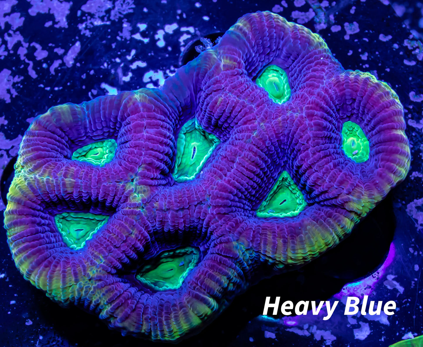 Favia Coral- Dragon Soul Favia 5cm WYSIWYG Favia Coral- Dragon Soul Favia 5cm WYSIWYG Aquarium Decor Favia Coral- Dragon Soul Favia 5cm WYSIWYG Zeo Box Reef