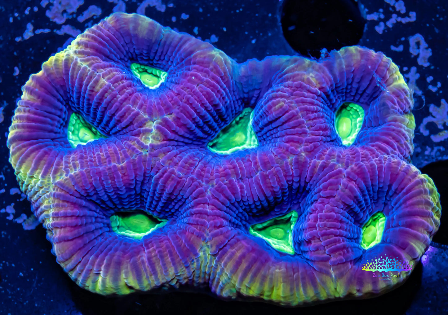 Favia Coral- Dragon Soul Favia 5cm WYSIWYG Favia Coral- Dragon Soul Favia 5cm WYSIWYG Aquarium Decor Favia Coral- Dragon Soul Favia 5cm WYSIWYG Zeo Box Reef