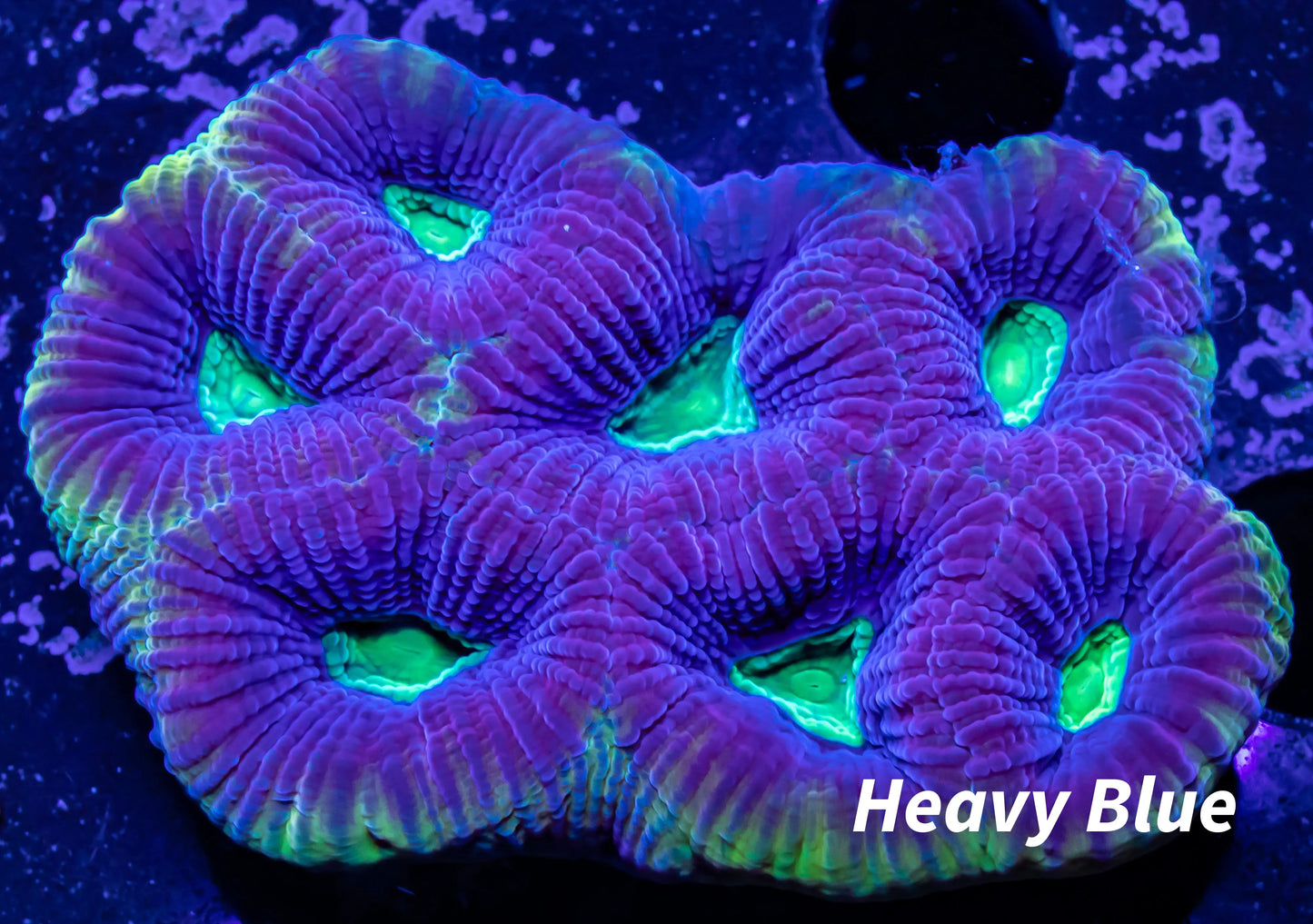Favia Coral- Dragon Soul Favia 5cm WYSIWYG Favia Coral- Dragon Soul Favia 5cm WYSIWYG Aquarium Decor Favia Coral- Dragon Soul Favia 5cm WYSIWYG Zeo Box Reef