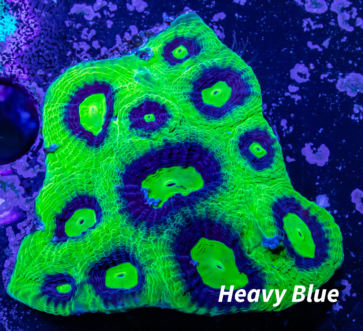 Favia Coral- Ultra Dragon Soul Favia 5cm WYSIWYG Favia Coral- Ultra Dragon Soul Favia 5cm WYSIWYG Aquarium Decor Favia Coral- Ultra Dragon Soul Favia 5cm WYSIWYG Zeo Box Reef