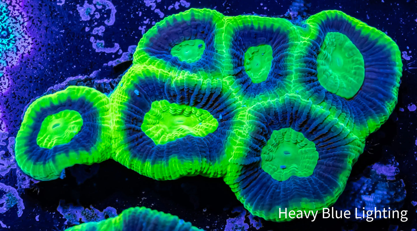 Favia Coral- Ultra Dragon Soul Favia 5cm WYSIWYG Favia Coral- Ultra Dragon Soul Favia 5cm WYSIWYG Aquarium Decor Favia Coral- Ultra Dragon Soul Favia 5cm WYSIWYG Zeo Box Reef