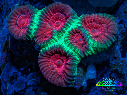 Favia Coral--Christmas Favia Frag Favia Coral--Christmas Favia Frag Aquarium Decor Favia Coral--Christmas Favia Frag Zeo Box Reef