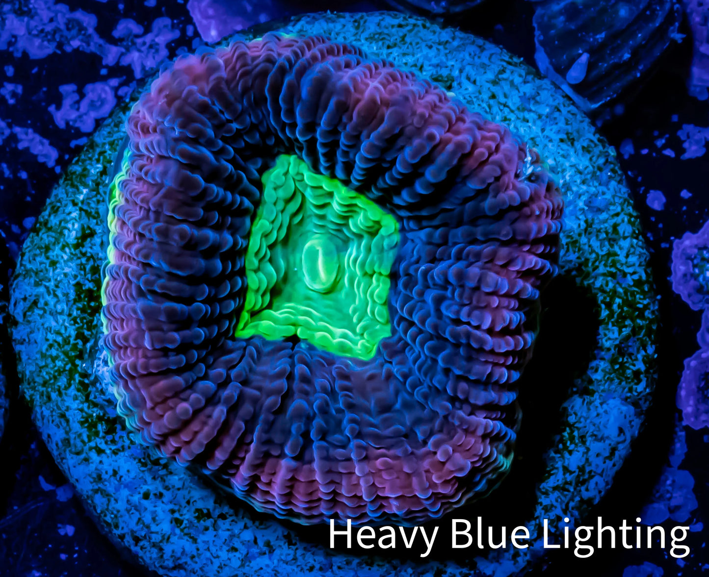 Favia Coral- Dragon Soul -Favia Frag WYSIWYG Favia Coral- Dragon Soul -Favia Frag WYSIWYG Aquarium Decor Favia Coral- Dragon Soul -Favia Frag WYSIWYG Zeo Box Reef