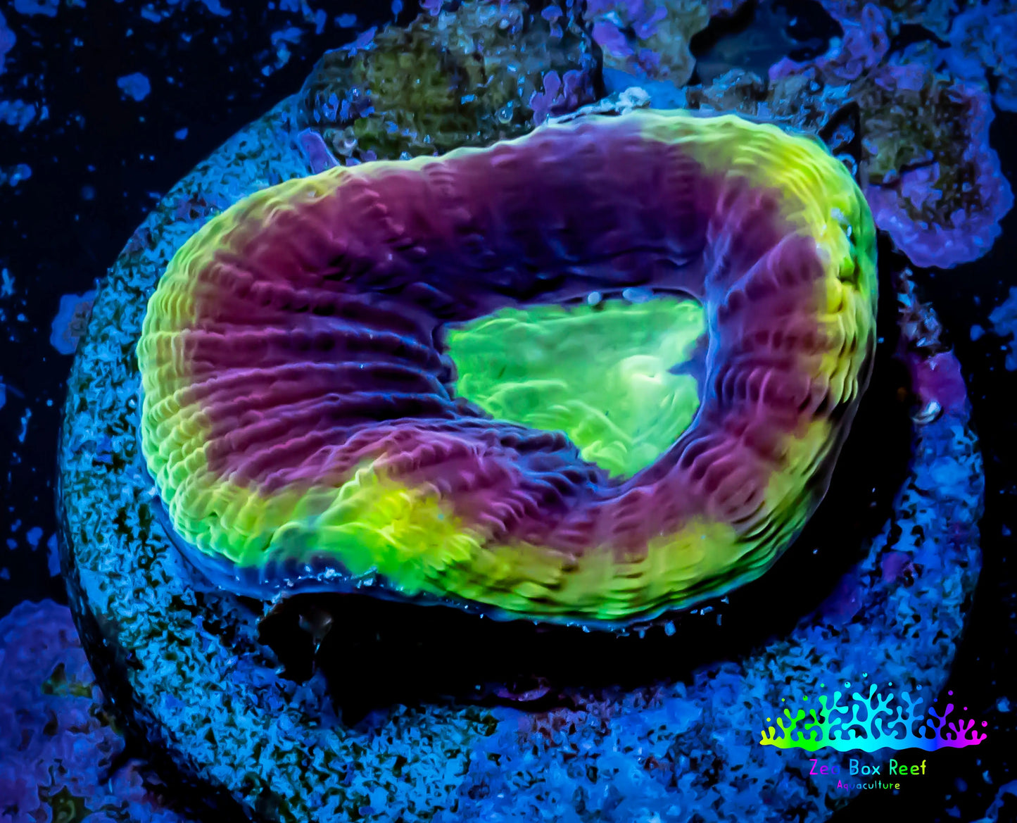 Favia Coral- Dragon Soul -Favia Frag WYSIWYG Favia Coral- Dragon Soul -Favia Frag WYSIWYG Aquarium Decor Favia Coral- Dragon Soul -Favia Frag WYSIWYG Zeo Box Reef