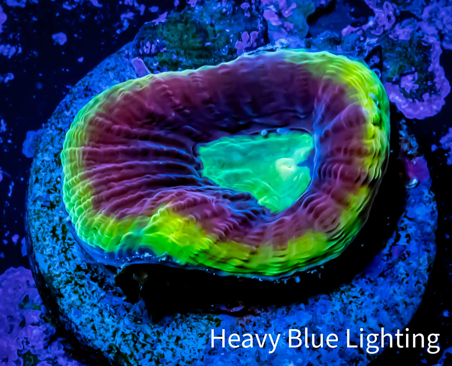 Favia Coral- Dragon Soul -Favia Frag WYSIWYG Favia Coral- Dragon Soul -Favia Frag WYSIWYG Aquarium Decor Favia Coral- Dragon Soul -Favia Frag WYSIWYG Zeo Box Reef