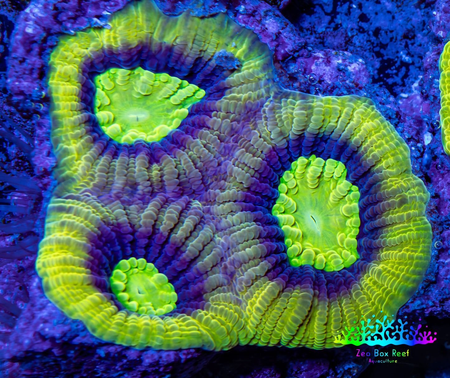 Favia Coral--Dragon Soul Favia Frag WYSIWYG Favia Coral--Dragon Soul Favia Frag WYSIWYG Aquarium Decor Favia Coral--Dragon Soul Favia Frag WYSIWYG Zeo Box Reef