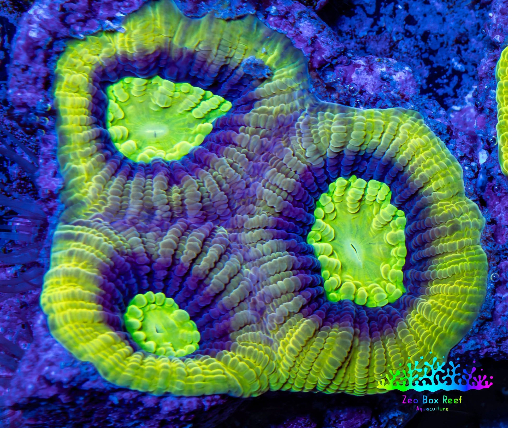 Favia Coral--Dragon Soul Favia Frag WYSIWYG Favia Coral--Dragon Soul Favia Frag WYSIWYG Aquarium Decor Favia Coral--Dragon Soul Favia Frag WYSIWYG Zeo Box Reef