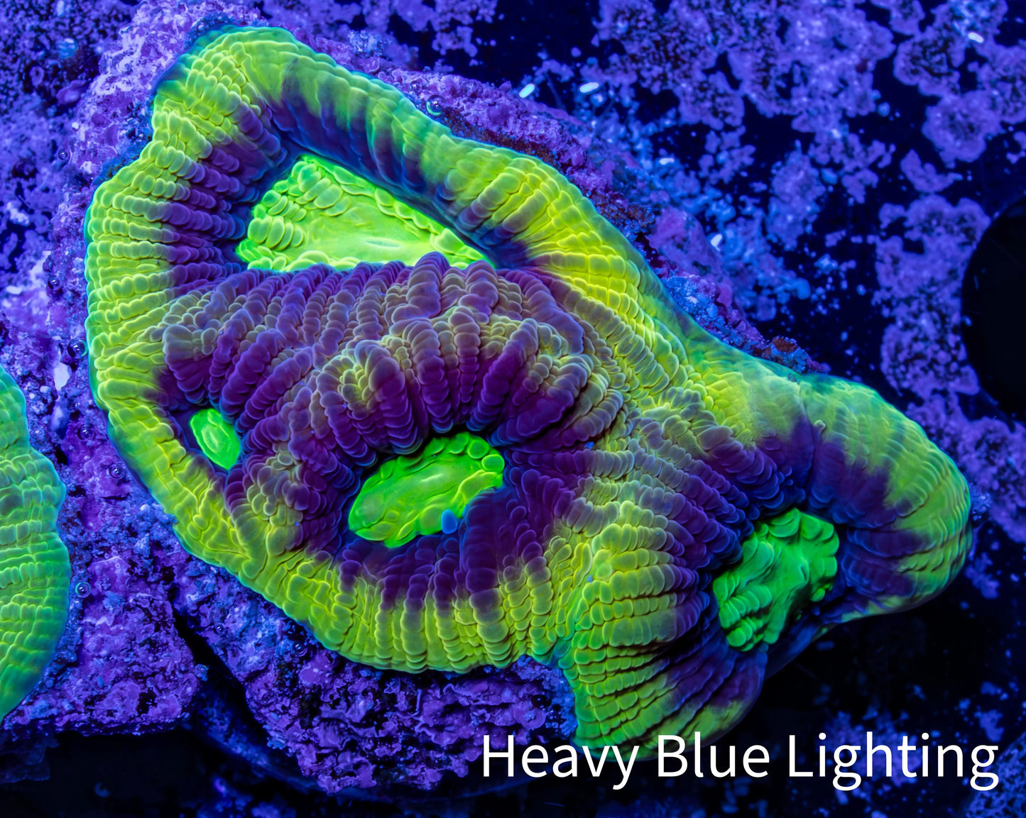 Favia Coral--Dragon Soul Favia Frag WYSIWYG Favia Coral--Dragon Soul Favia Frag WYSIWYG Aquarium Decor Favia Coral--Dragon Soul Favia Frag WYSIWYG Zeo Box Reef