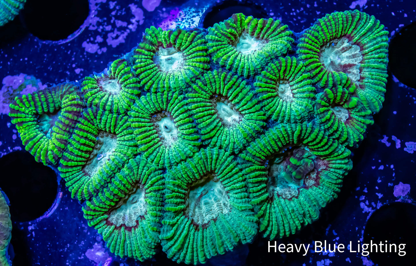 Favia Coral- Favia 4cm WYSIWYG Favia Coral- Favia 4cm WYSIWYG Aquarium Decor Favia Coral- Favia 4cm WYSIWYG Zeo Box Reef