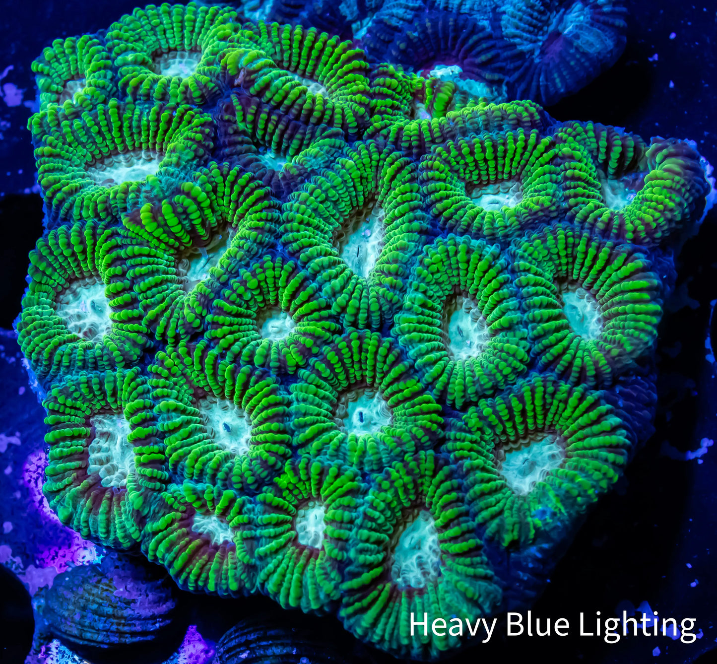 Favia Coral- Favia 4cm WYSIWYG Favia Coral- Favia 4cm WYSIWYG Aquarium Decor Favia Coral- Favia 4cm WYSIWYG Zeo Box Reef