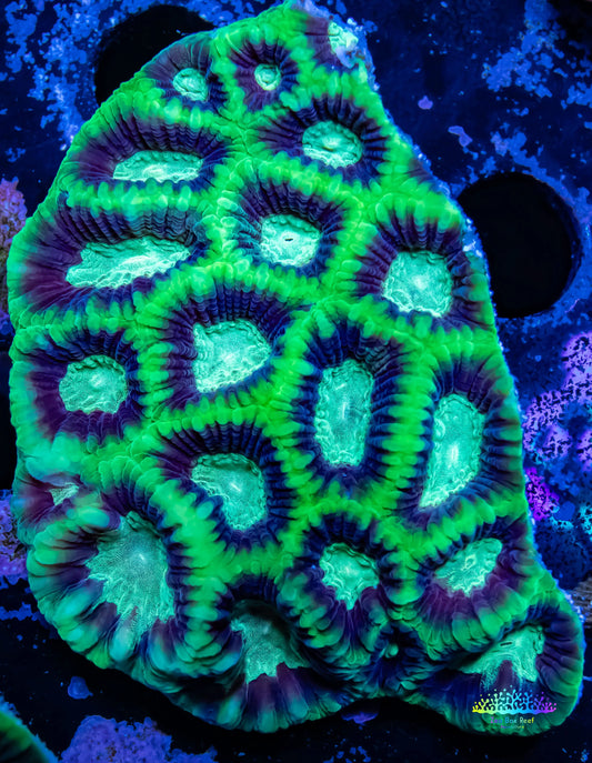 Favia Coral- Favia 5cm WYSIWYG Favia Coral- Favia 5cm WYSIWYG Aquarium Decor Favia Coral- Favia 5cm WYSIWYG Zeo Box Reef